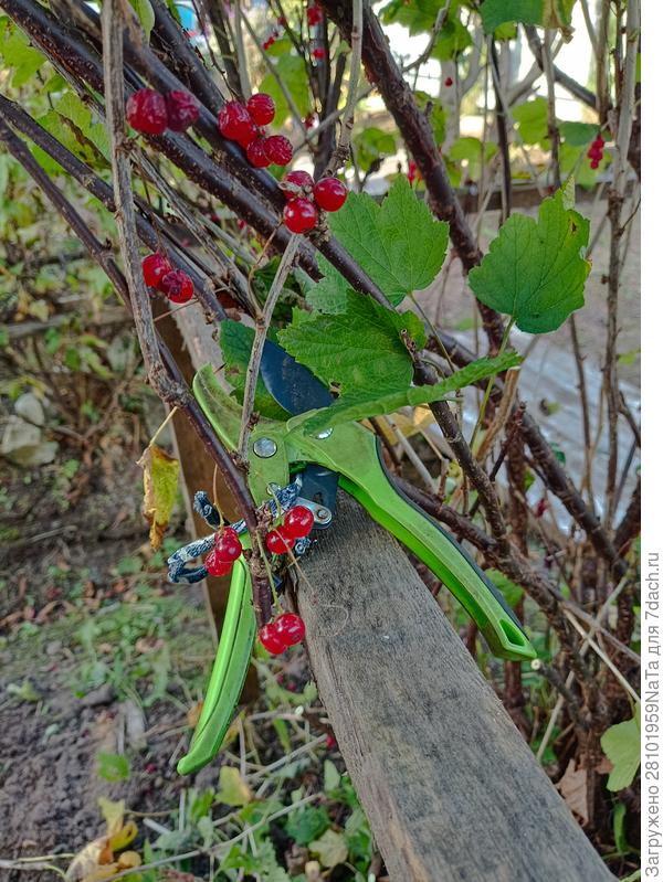 обрезаем смородину красную