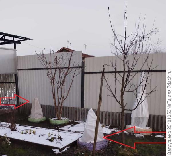 гортензии укрыты