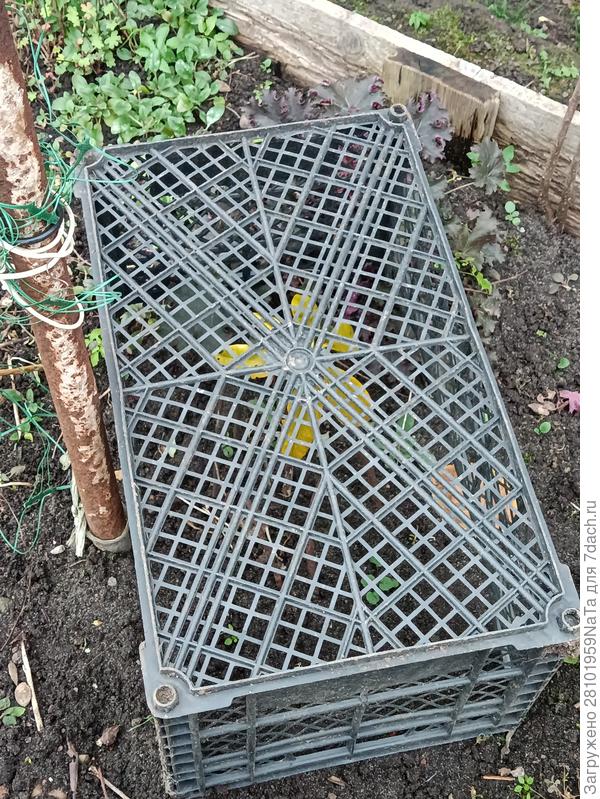 рододендрон укрыт