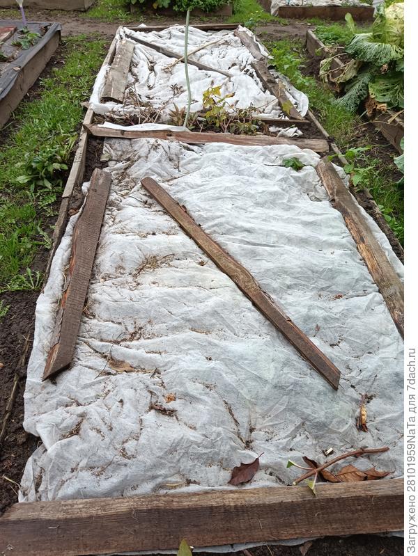 укрыты отростки (усы)клубники