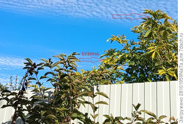 бузина