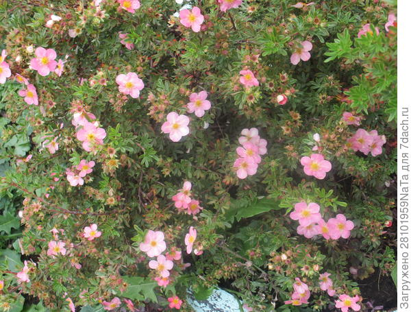 лапчатка розовая