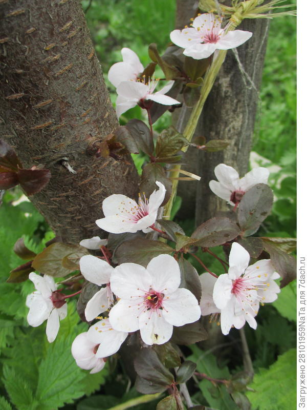 цветки сливы
