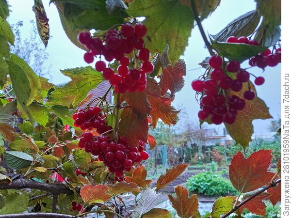 калина осенью