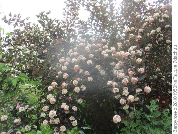 пузыреплодник