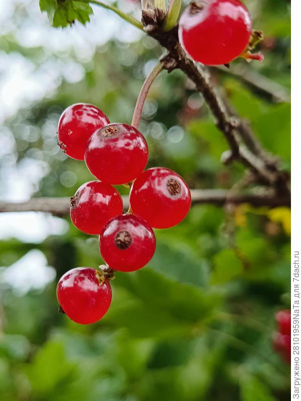 красная смородина