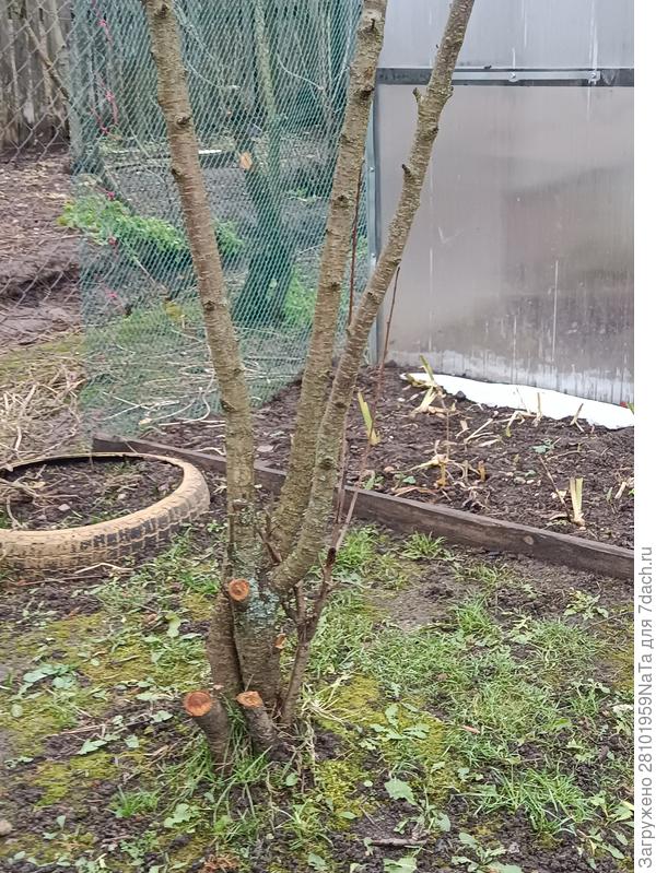 вишня обрезана