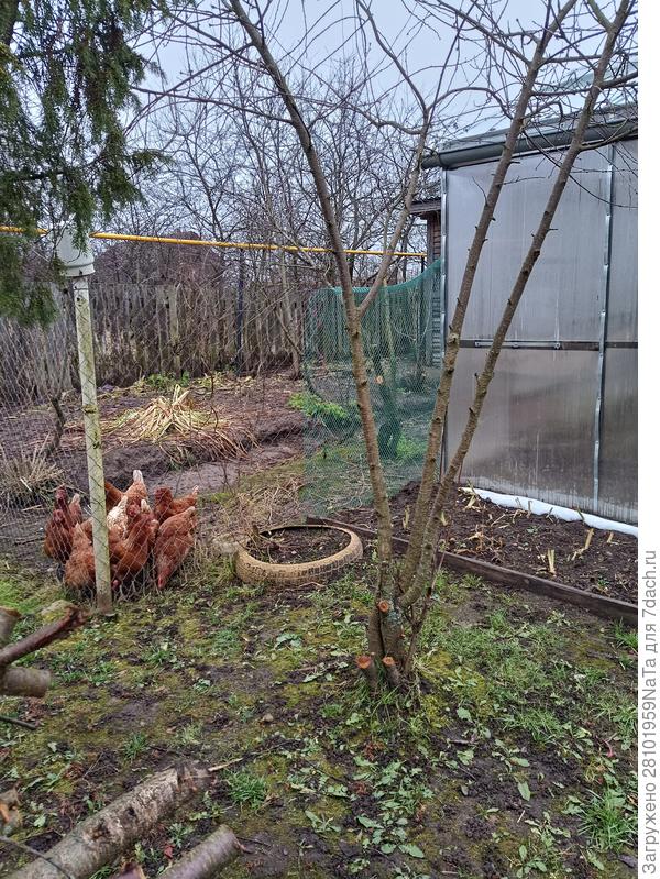 куры рады -им бы погулять