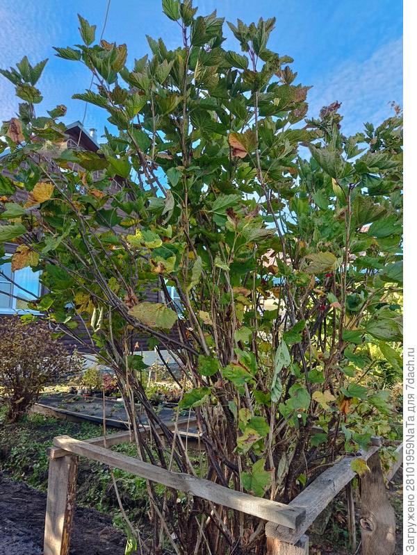 красная смородина