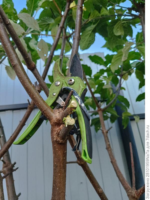 обрезала сирень