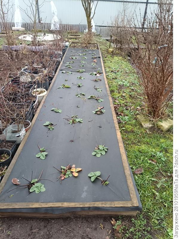 клубника Хоней