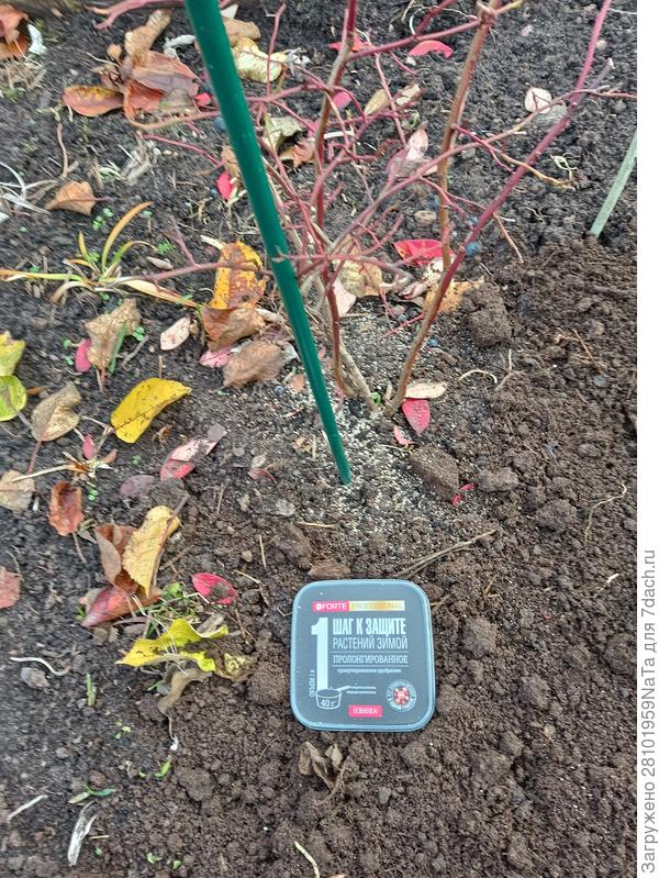 обрезала голубику