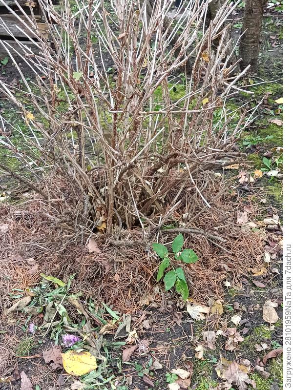 крыжовник обрезан