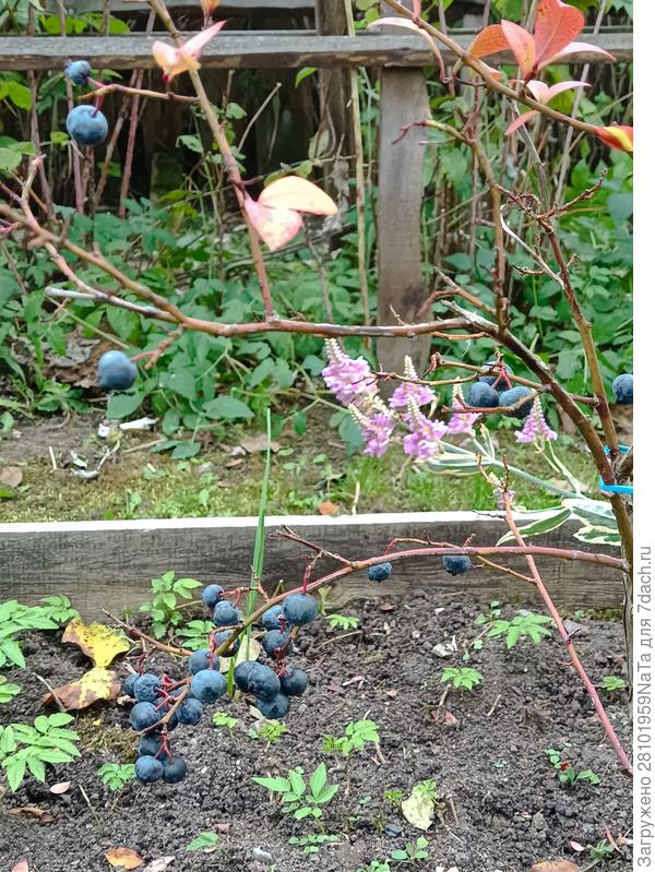 голубика осенью