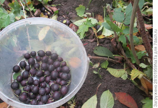 Крыжовник Грушенька