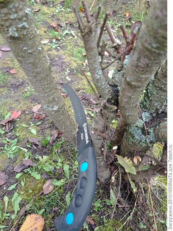 пилим ветки