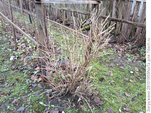 обрезка крыжовника