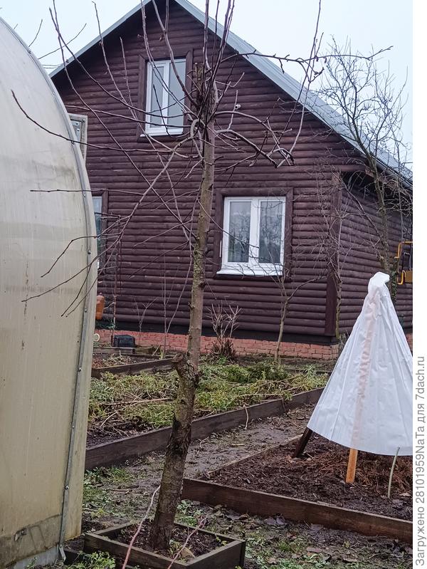 обрезала яблоню