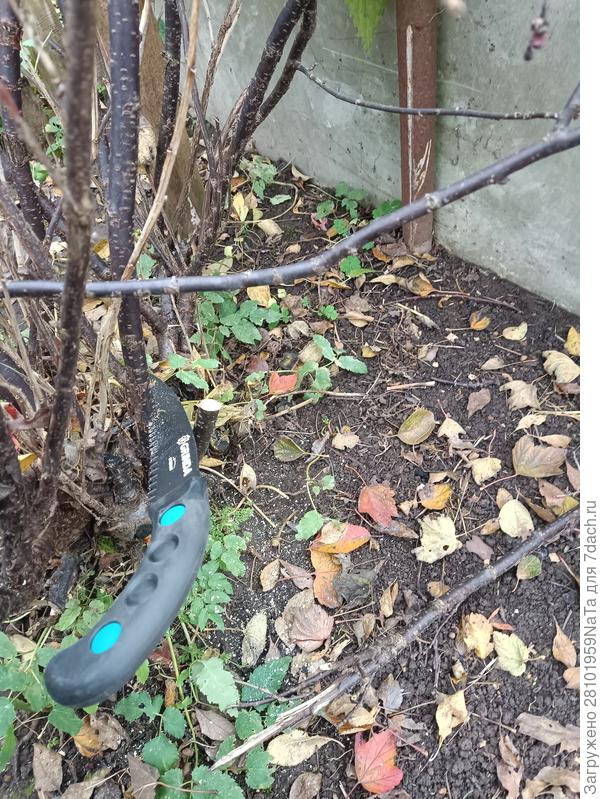 пилим ветки