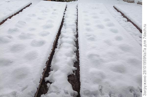 клубничные грядки зимой