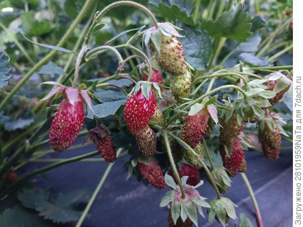 купчиха -ягоды сохнут