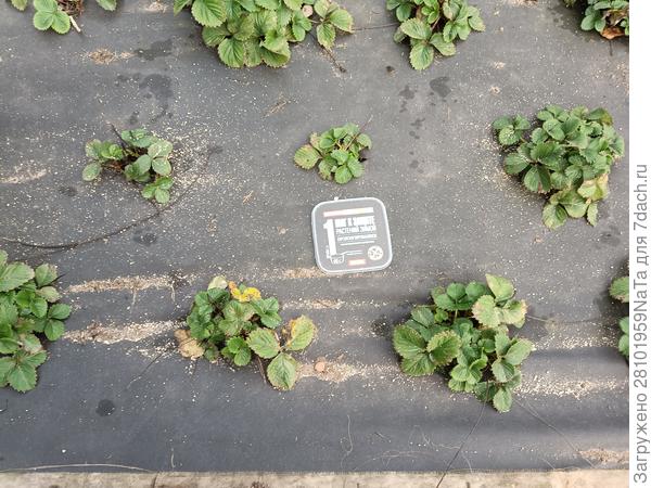 клубника в октябре