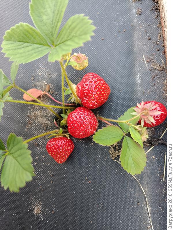 ягоды зреют