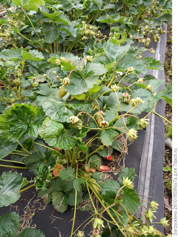 купчиха -листья  сморщились