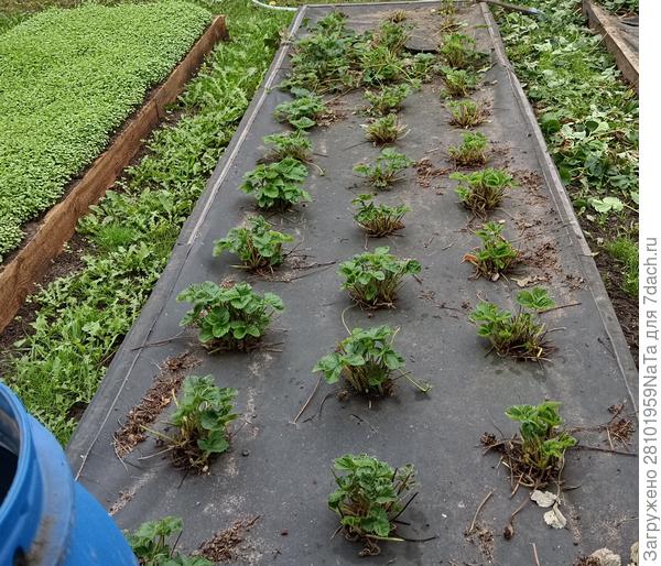 Купчиха в конце сентября