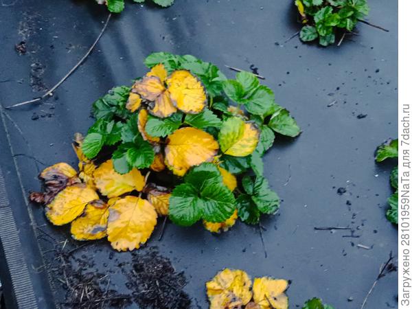 Купчиха земклубника осенью