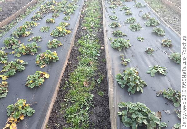 ягодные грядки осенью