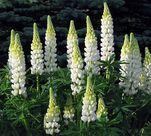 Люпин Ноблмейден