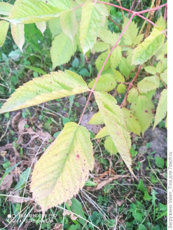 Чем больна волжанка? Как помочь?