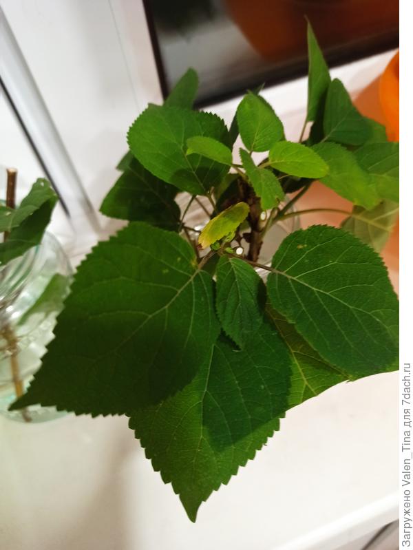 Листва гортензии