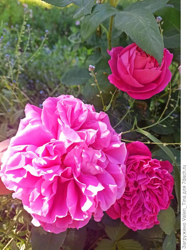 Роза в 2022 году