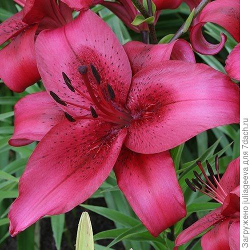 И еще вот такая знойная красотка November Rain