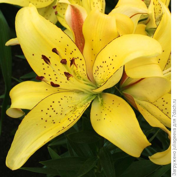 Лилия Fields of Gold