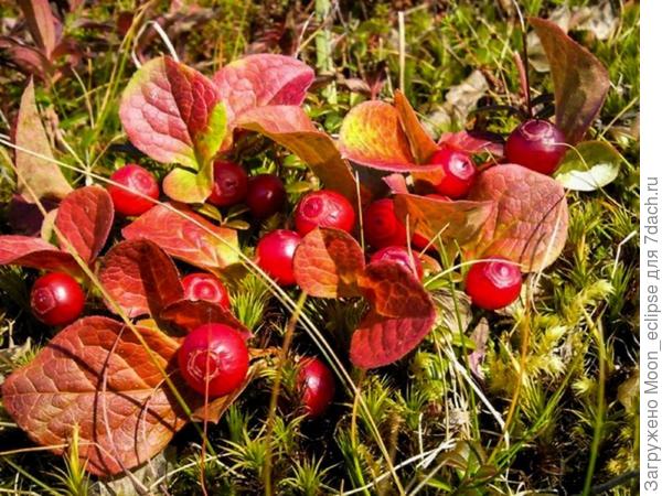 на вкус....говорят....та еще гадость))) но очень хочется!