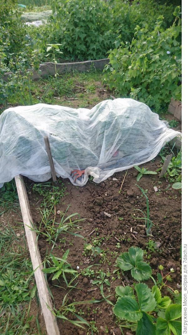 Это двухленюю Азию прятала от дроздов