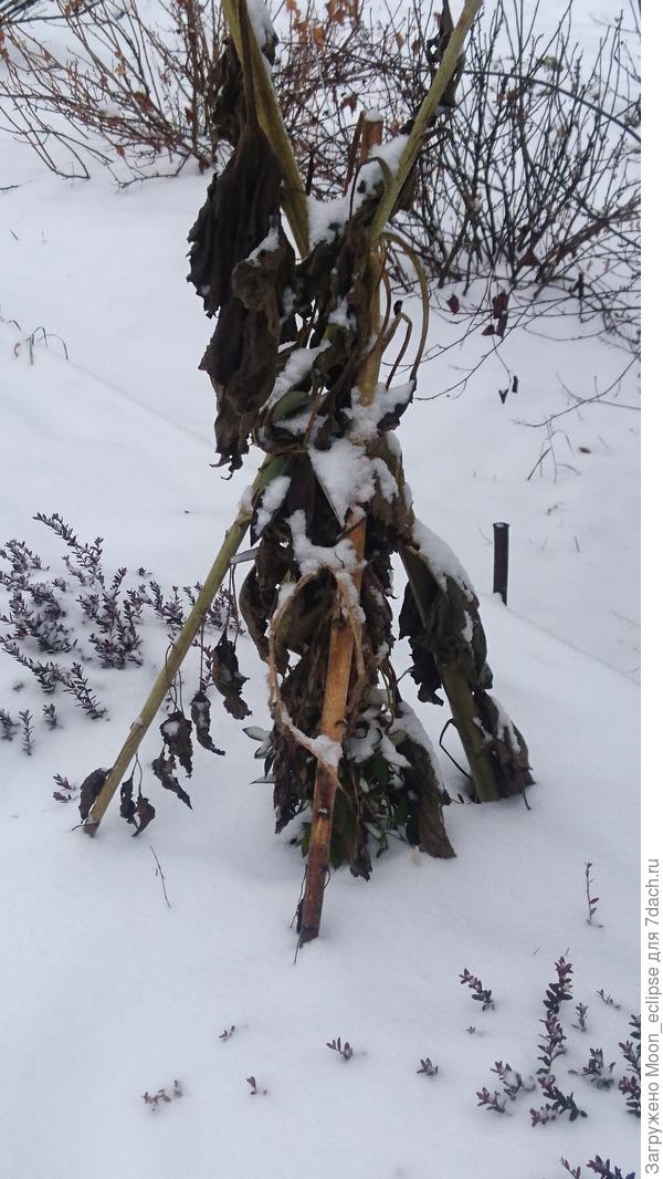В центре голубика а слева с права клюква из октябрьского снега торчит))