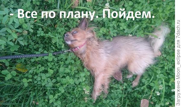все по плану