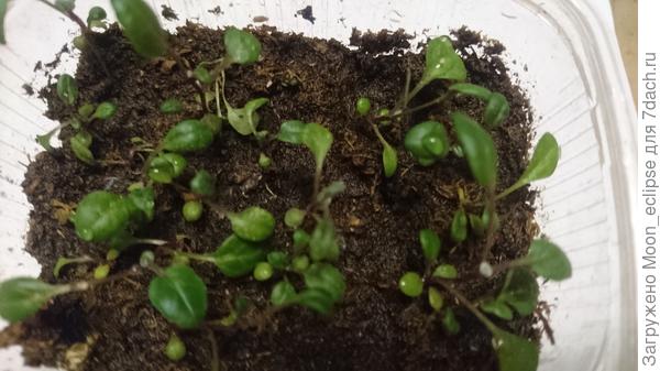 У меня тут точно цинерария)