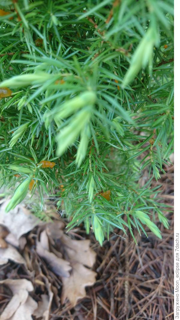 Не только на стволе, даже на иголках нарос