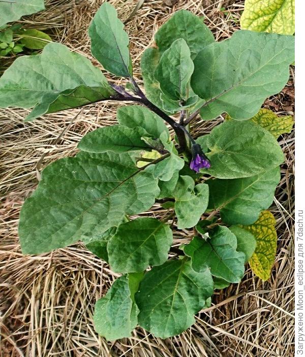 19 июня коронный