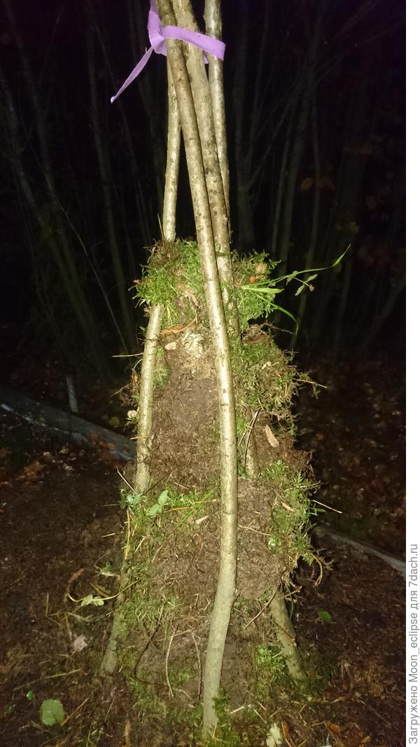 Шалаш для голубики