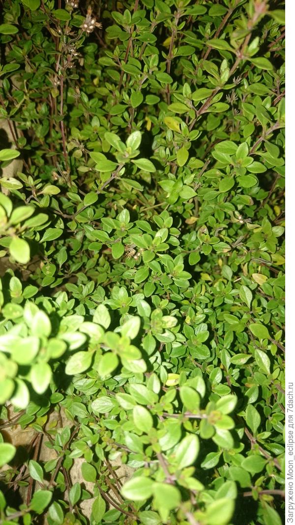 Тимьян или чабрец.  Когда в чай завариваю - называю чабрец. А если в качестве приправы использую - тимьян)))