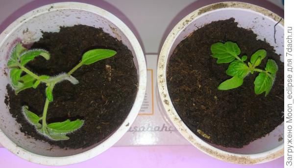 Мои томаты-декабристы