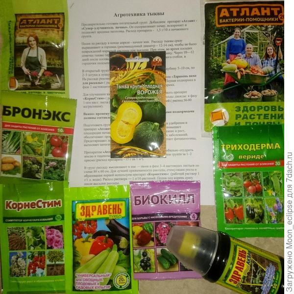 Тыква крупноплодная Ворожея и препараты