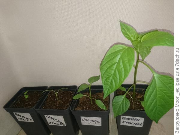 Палермо Рамиро