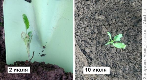цветная капуста Лапландия